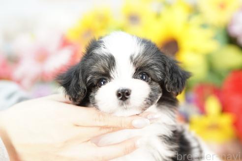 成約済の埼玉県のミックス犬-384730の1枚目