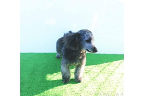 販売中の群馬県のミックス犬-354881の5枚目
