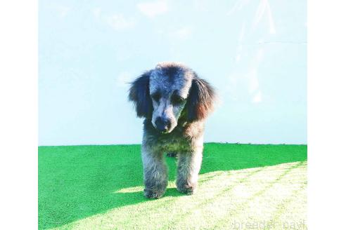 販売中の群馬県のミックス犬-354881の4枚目