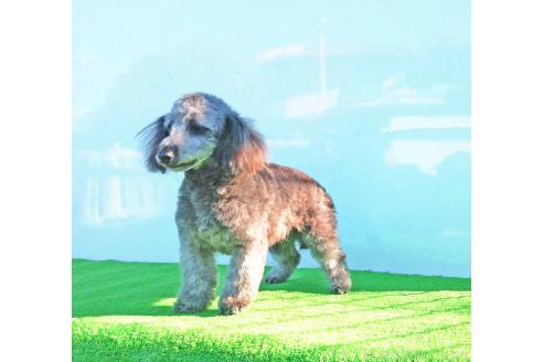 販売中の群馬県のミックス犬-354881の3枚目