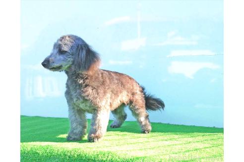 販売中の群馬県のミックス犬-354881の2枚目