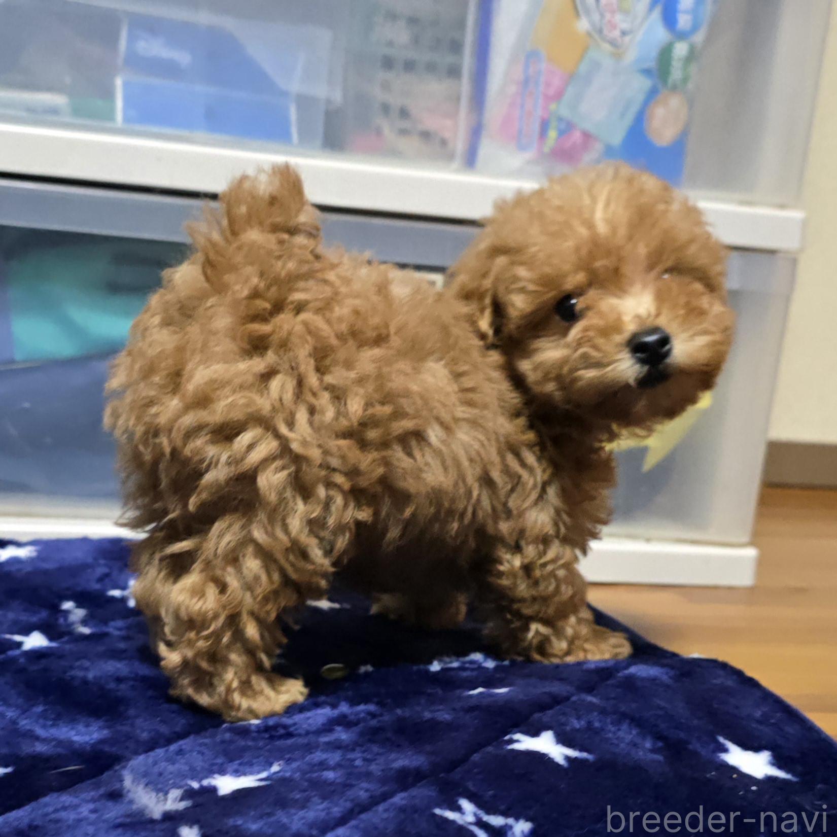 成約済の岡山県のトイプードル-374258の6枚目