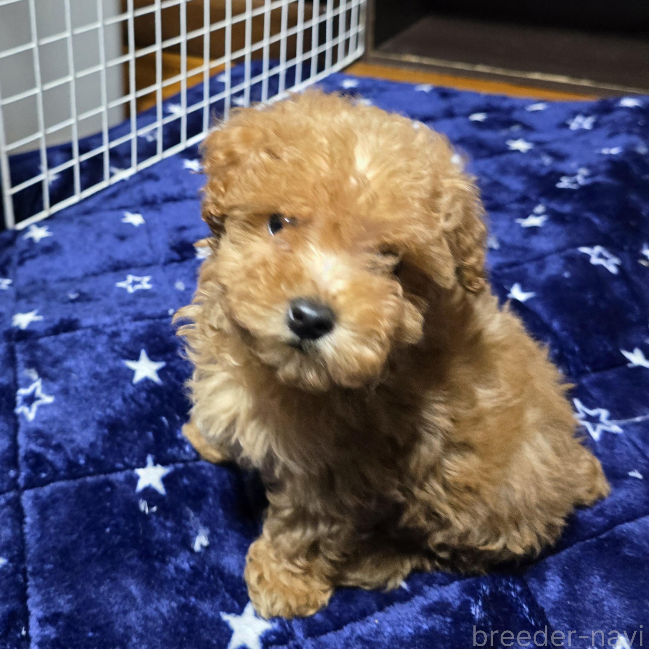 成約済の岡山県のトイプードル-374258の5枚目