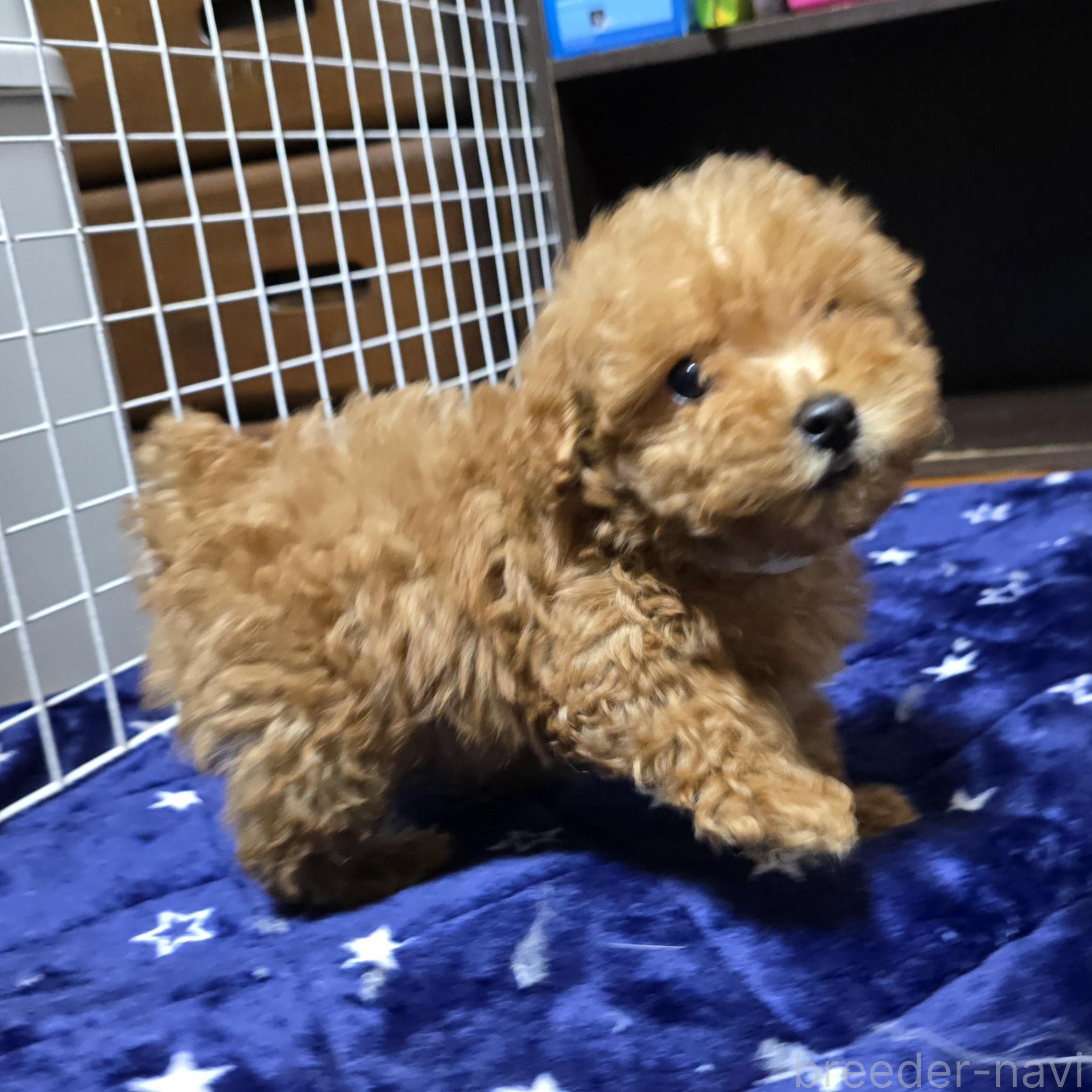 成約済の岡山県のトイプードル-374258の4枚目