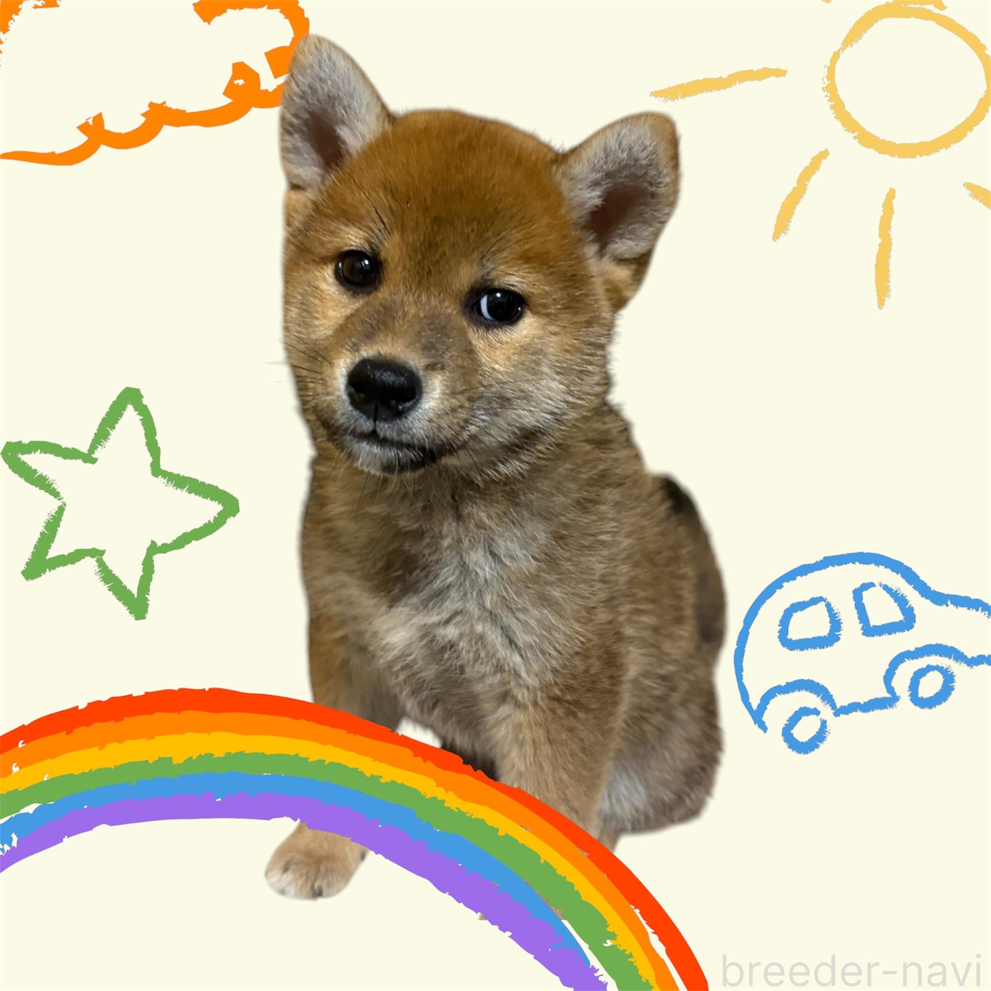成約済の福岡県の柴犬-384814の4枚目