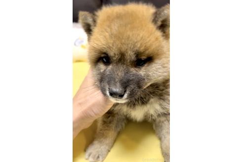 販売中の奈良県の豆柴-384483の12枚目