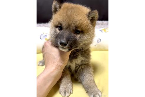 販売中の奈良県の豆柴-384483の11枚目