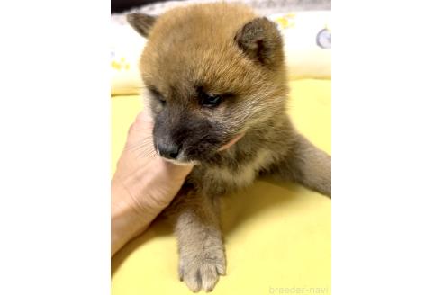 販売中の奈良県の豆柴-384483の10枚目