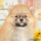 オンライン見学