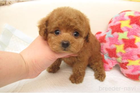 成約済の大阪府のトイプードル-384591