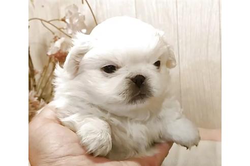 販売中の愛知県のペキニーズ-384828の3枚目