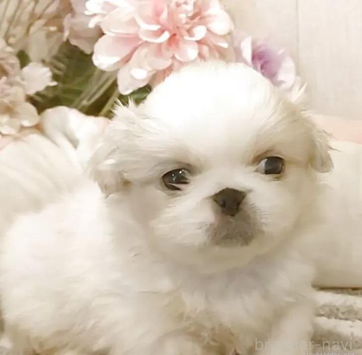 成約済の愛知県のペキニーズ-384830の6枚目