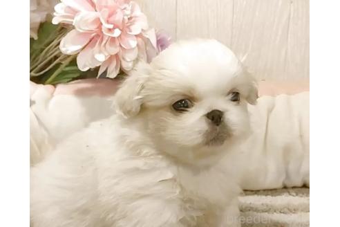 成約済の愛知県のペキニーズ-384830の2枚目