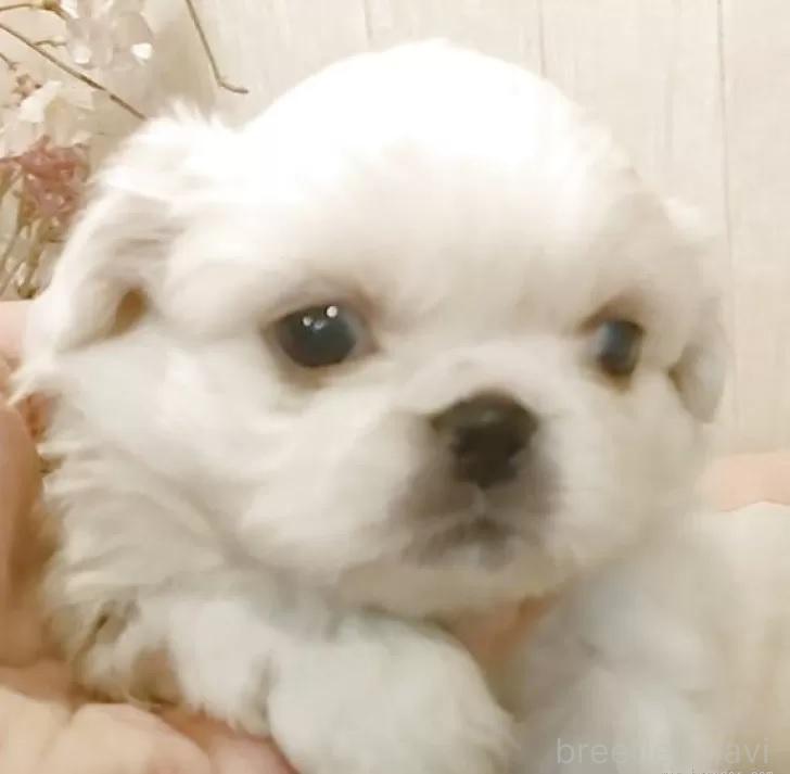 成約済の愛知県のペキニーズ-384831の5枚目