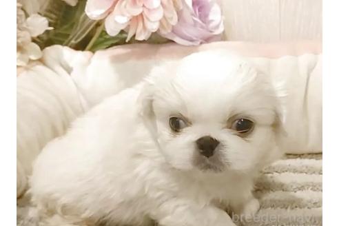 販売中の愛知県のペキニーズ-384832の4枚目