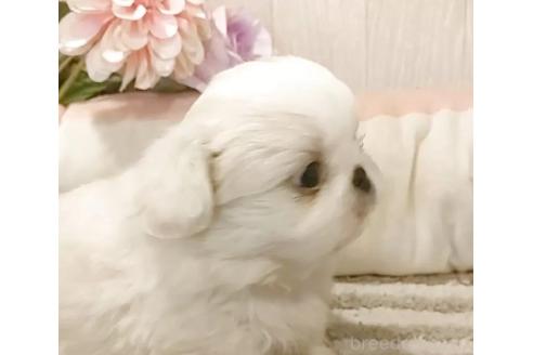 販売中の愛知県のペキニーズ-384832の2枚目