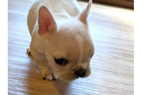 成約済の茨城県のフレンチブルドッグ-384850の4枚目