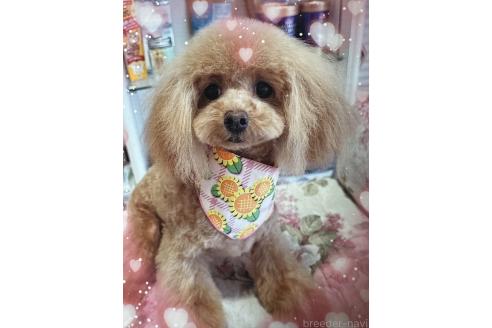 ぽてぃちゃん1枚目