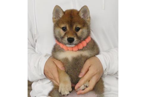 販売中の静岡県の柴犬-382388の2枚目