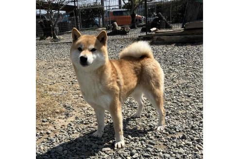 雪姫ちゃん1枚目