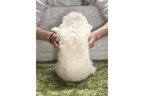 成約済の埼玉県のサモエド-384898の3枚目