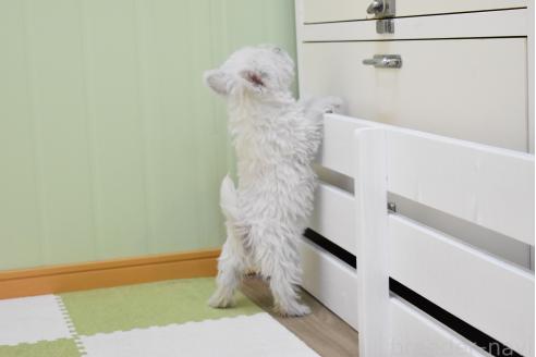 成約済の愛知県のウエストハイランドホワイトテリア(ウエスティ)-384923の10枚目