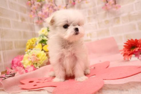 成約済の東京都のマルチーズ-384471の3枚目