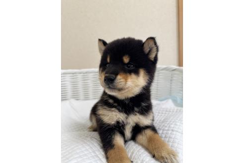 成約済の兵庫県の豆柴-384924の10枚目
