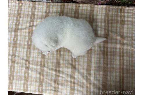 成約済の千葉県のサモエド-384925の3枚目