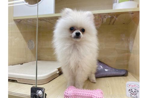 販売中の東京都のポメラニアン-374993の4枚目