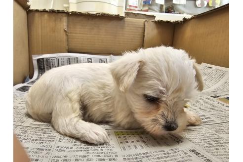 成約済の愛知県のミックス犬-384935の12枚目