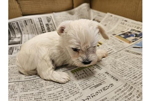 成約済の愛知県のミックス犬-384935の11枚目