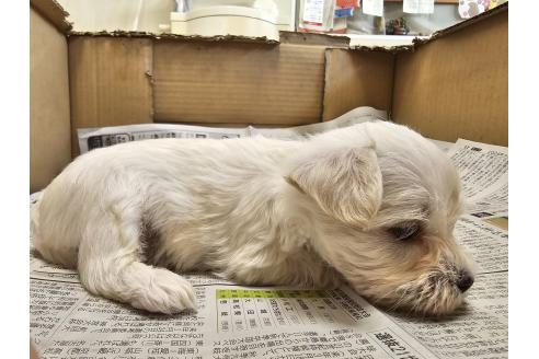 成約済の愛知県のミックス犬-384935の10枚目