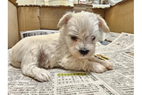 成約済の愛知県のミックス犬-384935の9枚目