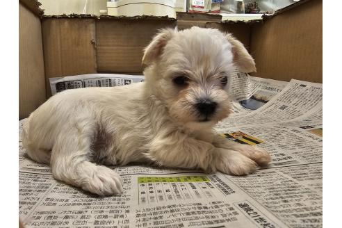 成約済の愛知県のミックス犬-384935の8枚目