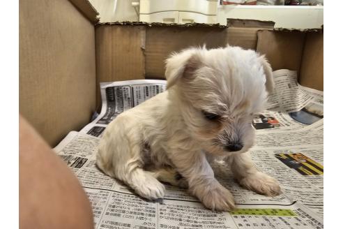 成約済の愛知県のミックス犬-384935の7枚目