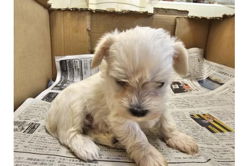 成約済の愛知県のミックス犬-384935の6枚目