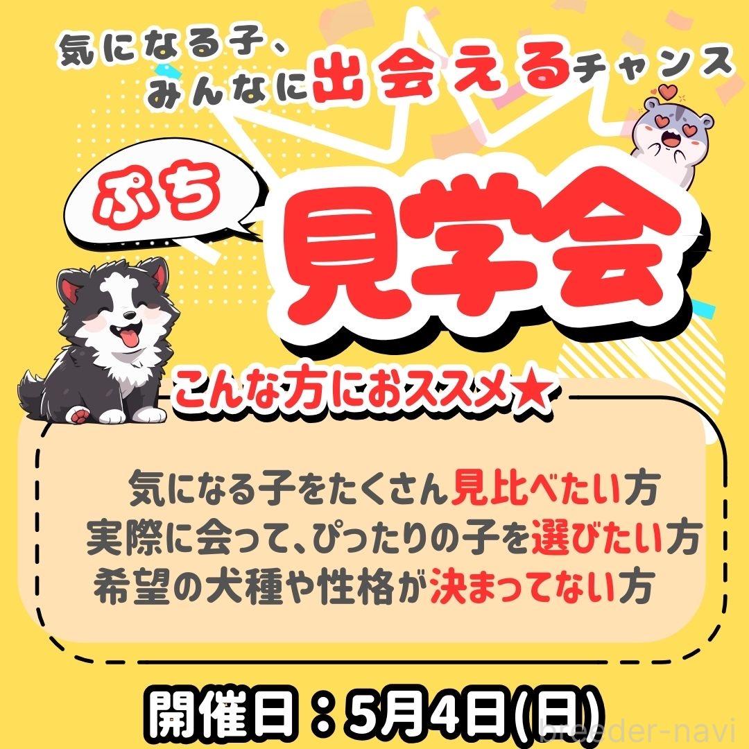 成約済の神奈川県のポメチワ:ポメラニアン×チワワ-381777の5枚目
