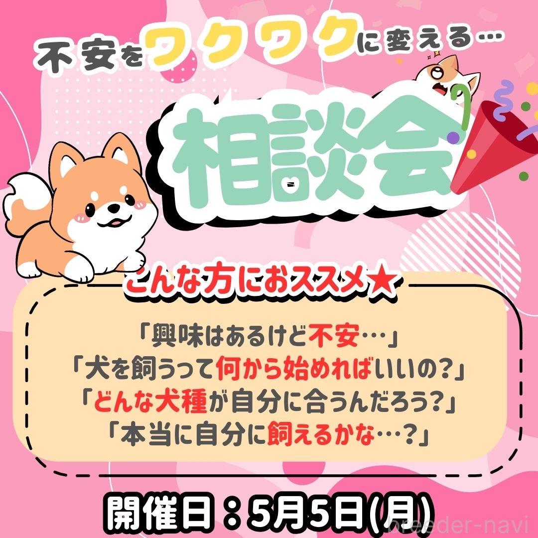 成約済の神奈川県のポメチワ:ポメラニアン×チワワ-381777の4枚目