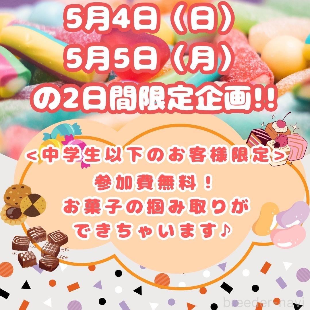 成約済の神奈川県のポメチワ:ポメラニアン×チワワ-381777の3枚目
