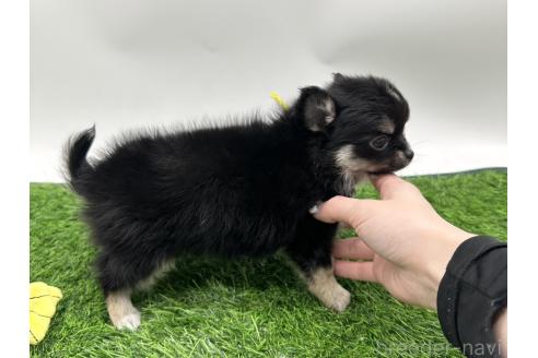 成約済の愛知県のチワワ(ロングコート)-384949の5枚目