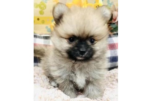 販売中の山形県のポメラニアン-384973