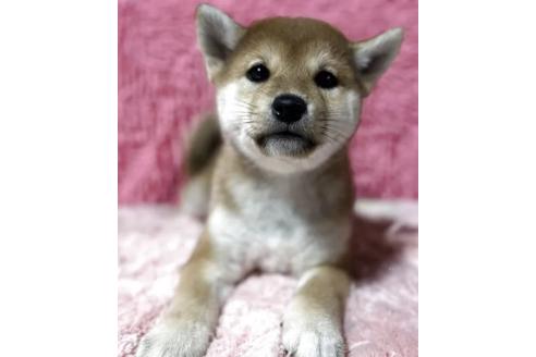成約済の三重県の柴犬-384995の1枚目