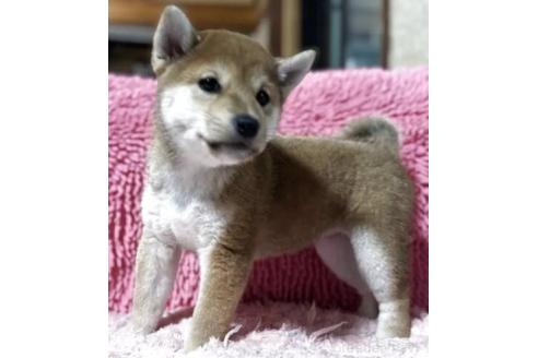 成約済の三重県の柴犬-384995の4枚目