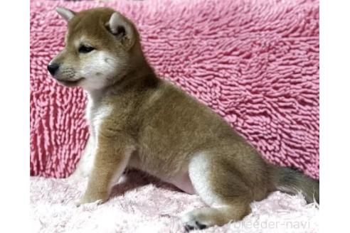 成約済の三重県の柴犬-384995の5枚目