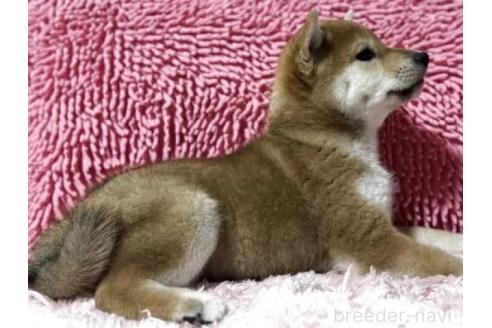 成約済の三重県の柴犬-384995の3枚目