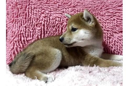 成約済の三重県の柴犬-384995の2枚目