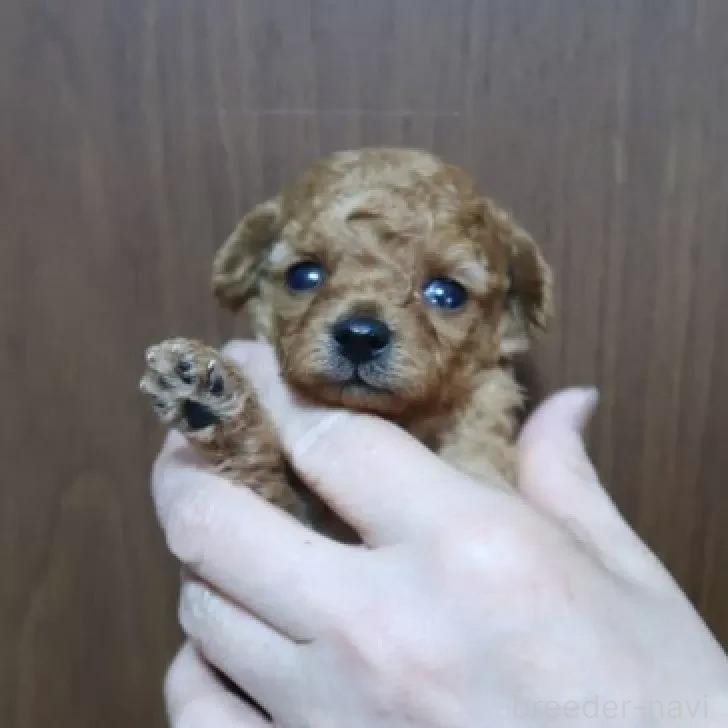 販売中の香川県のティーカッププードル-385014