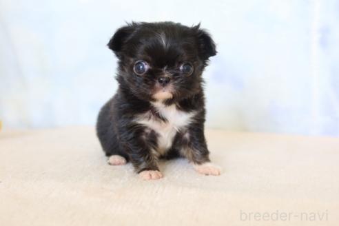 販売中の熊本県のミックス犬-385022