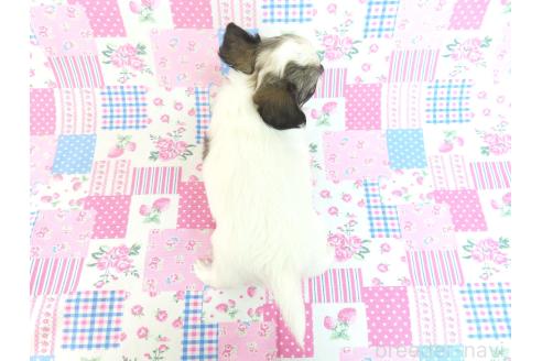 販売中の千葉県のミックス犬-379892の16枚目